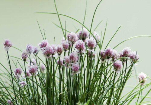 flowering chives