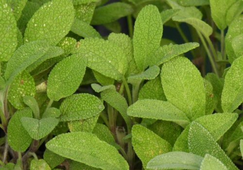 Green Sage Leaves