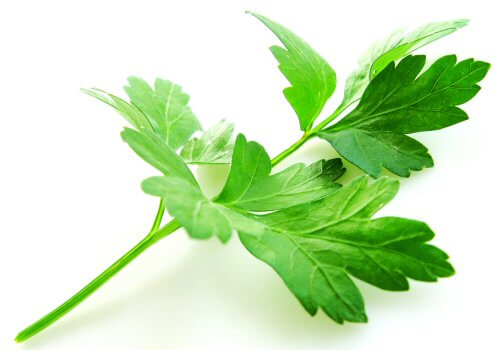 picture of a flat leaf of parsley