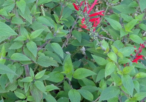 Pineapple sage plant