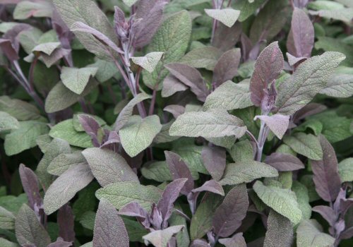Purple Sage Leaves