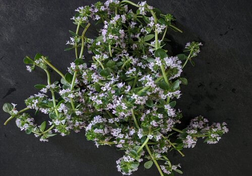 small bunch of thyme