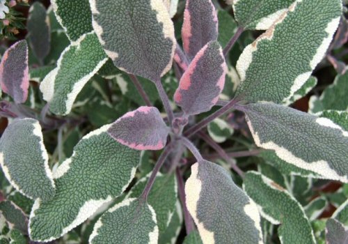 Tricolour sage leaves