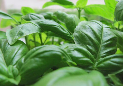 Basil leaves close up
