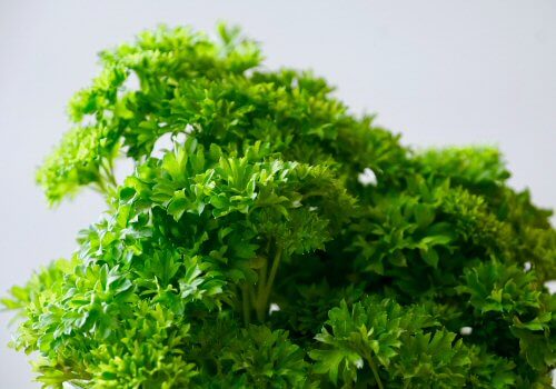 picture of curly parsley leaves