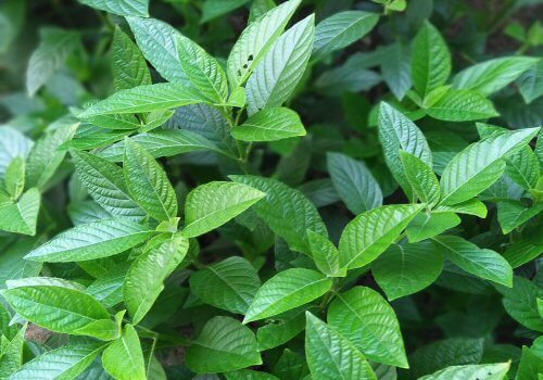mint leaves