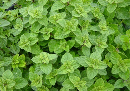 oregano plant
