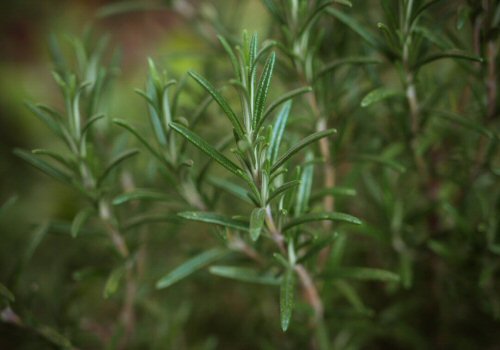 rosemary plant