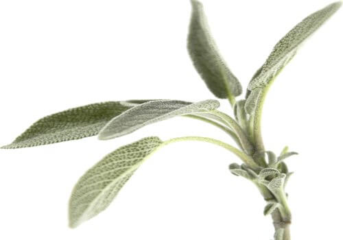 close up of sage leaves