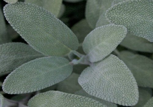 close up of sage leaves